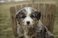 Paxton, a male Bernedoodle for sale in Milford, IN – Photo 3 of 9