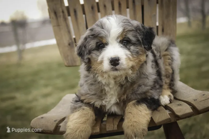 Paxton, a male Bernedoodle for sale in Milford, IN – Photo 1 of 9