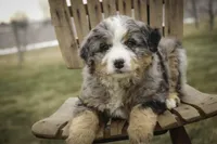 Paxton, a male Bernedoodle for sale in Milford, IN – Photo 1 of 9