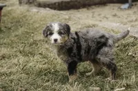 Paxton, a male Bernedoodle for sale in Milford, IN – Photo 9 of 9