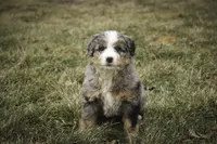 Paxton, a male Bernedoodle for sale in Milford, IN – Photo 8 of 9