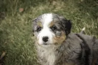 Paxton, a male Bernedoodle for sale in Milford, IN – Photo 4 of 9