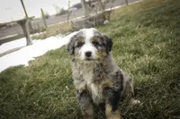 Paxton, a male Bernedoodle for sale in Milford, IN – Photo 7 of 9
