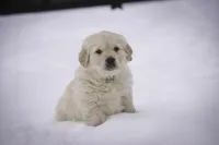 Riggs - AKC, a male Golden Retriever for sale in Milford, IN – Photo 5 of 8