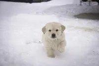 Riggs - AKC, a male Golden Retriever for sale in Milford, IN – Photo 3 of 8