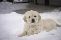 Riggs - AKC, a male Golden Retriever for sale in Milford, IN – Photo 8 of 8