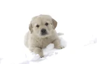 Riggs - AKC, a male Golden Retriever for sale in Milford, IN – Photo 2 of 8