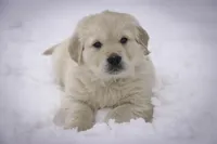 Riggs - AKC, a male Golden Retriever for sale in Milford, IN – Photo 1 of 8
