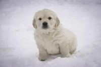 Riggs - AKC, a male Golden Retriever for sale in Milford, IN – Photo 4 of 8