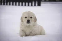 Riggs - AKC, a male Golden Retriever for sale in Milford, IN – Photo 6 of 8