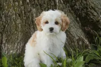 Pebbles, a female Cavalier King Charles Spaniel and Miniature Bernedoodle for sale in Milford, IN – 4 of 9