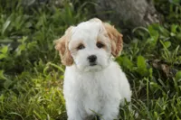 Pebbles, a female Cavalier King Charles Spaniel and Miniature Bernedoodle for sale in Milford, IN – 5 of 9