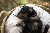 Elowen - AKC, health tested lines, a female Doberman Pinscher for sale in Milford, IN – Photo 2 of 9