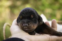 Elowen - AKC, health tested lines, a female Doberman Pinscher for sale in Milford, IN – Photo 7 of 9