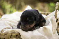 Elowen - AKC, health tested lines, a female Doberman Pinscher for sale in Milford, IN – Photo 3 of 9