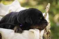 Elowen - AKC, health tested lines, a female Doberman Pinscher for sale in Milford, IN – Photo 6 of 9