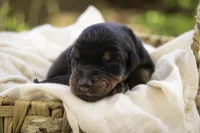 Elowen - AKC, health tested lines, a female Doberman Pinscher for sale in Milford, IN – Photo 4 of 9