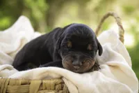 Elowen - AKC, health tested lines, a female Doberman Pinscher for sale in Milford, IN – Photo 5 of 9