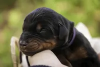 Elowen - AKC, health tested lines, a female Doberman Pinscher for sale in Milford, IN – Photo 1 of 9