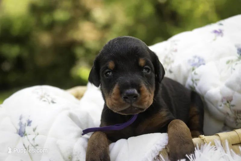 Elowen - AKC, health tested lines – Doberman Pinscher puppy for sale in Milford, IN