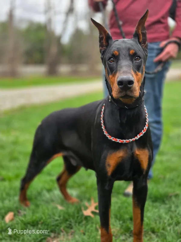Elowen - AKC, health tested lines – Doberman Pinscher puppy for sale in Milford, IN