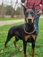 Elowen - AKC, health tested lines, a female Doberman Pinscher for sale in Milford, IN – Photo 8 of 9
