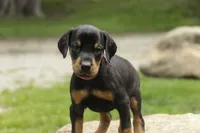Delphine - AKC, Health tested lines, a female Doberman Pinscher for sale in Milford, IN – 6 of 10