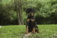 Delphine - AKC, Health tested lines, a female Doberman Pinscher for sale in Milford, IN – 3 of 10