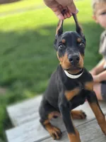 Leopold - AKC, health tested lines, a male Doberman Pinscher for sale in Milford, IN – 4 of 8