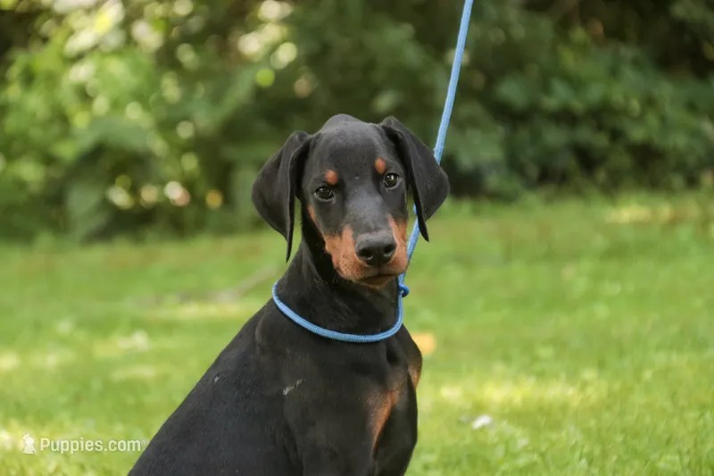 Malcolm - AKC, Health tested lines – Doberman Pinscher puppy for sale in Milford, IN