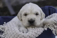 processed/6b4592ea-b665-43e4-ae4b-5534e48ca0a1/listing/d58a8c7c-17aa-40ac-b4e6-ff2d3d433f05/2dec2d76-bb60-49f3-a67b-5f26b2337e69