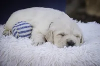 processed/6b4592ea-b665-43e4-ae4b-5534e48ca0a1/listing/d58a8c7c-17aa-40ac-b4e6-ff2d3d433f05/69521de8-1c50-4a86-871f-3a79b5bb105e