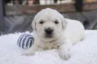 processed/6b4592ea-b665-43e4-ae4b-5534e48ca0a1/listing/d58a8c7c-17aa-40ac-b4e6-ff2d3d433f05/abefbf54-318e-4f92-a6c9-e01410d32df4