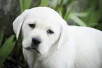 Shelby - AKC health tested parents, a female Labrador Retriever for sale in Milford, IN – Photo 7 of 10