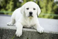 Shelby - AKC health tested parents, a female Labrador Retriever for sale in Milford, IN – Photo 6 of 10