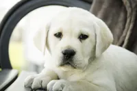 Shelby - AKC health tested parents, a female Labrador Retriever for sale in Milford, IN – Photo 1 of 10