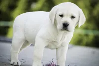 Shelby - AKC health tested parents, a female Labrador Retriever for sale in Milford, IN – Photo 2 of 10