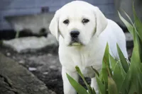 Shelby - AKC health tested parents, a female Labrador Retriever for sale in Milford, IN – Photo 3 of 10