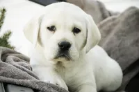 Shelby - AKC health tested parents, a female Labrador Retriever for sale in Milford, IN – Photo 5 of 10