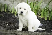 Shelby - AKC health tested parents, a female Labrador Retriever for sale in Milford, IN – Photo 4 of 10