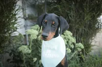 Malcolm - AKC, Health tested lines, a male Doberman Pinscher for sale in Milford, IN – 4 of 8