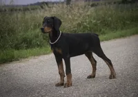 Griffin - AKC, health tested lines, a male Doberman Pinscher for sale in Milford, IN – 8 of 10