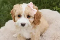 Tinkerbell, a female Cavalier King Charles Spaniel and Miniature Bernedoodle for sale in Milford, IN – 3 of 7