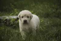 Cooper - AKC , a male English Cream Golden Retriever for sale in Milford, IN – 4 of 9