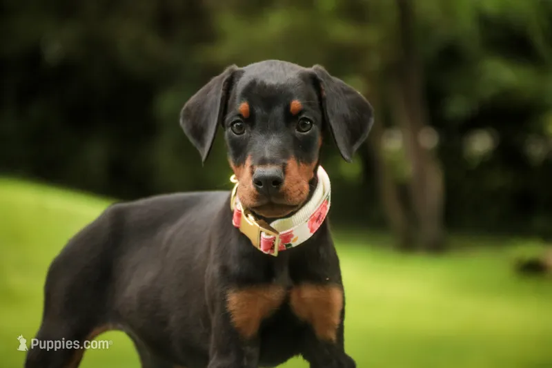 Elowen - AKC, health tested lines – Doberman Pinscher puppy for sale in Milford, IN
