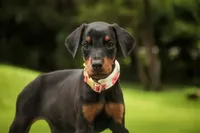 Elowen - AKC, health tested lines, a female Doberman Pinscher for sale in Milford, IN – 1 of 7