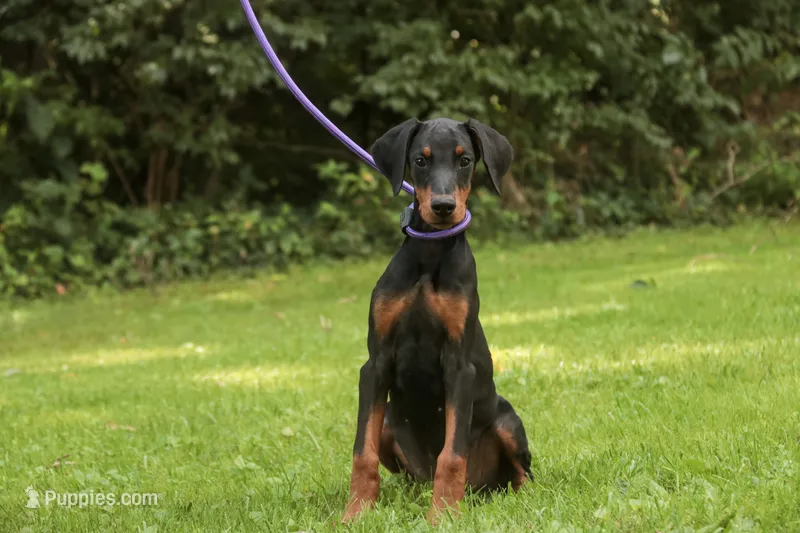 Elowen - AKC, health tested lines – Doberman Pinscher puppy for sale in Milford, IN