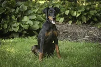 Elowen - AKC, health tested lines, a female Doberman Pinscher for sale in Milford, IN – 4 of 10