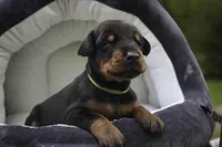 Griffin - AKC, health tested lines, a male Doberman Pinscher for sale in Milford, IN – 6 of 10