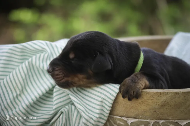 Griffin - AKC, health tested lines – Doberman Pinscher puppy for sale in Milford, IN